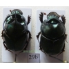 Onthophagus mouhoti Harold, 1875 pair Thailand29b